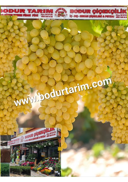 Bulancak 2 Yaşında Doku Kültürü Sarmaşık Tüplü Topraklı K7 Kücük Yuvarlak Üzüm Meyve Fidanı