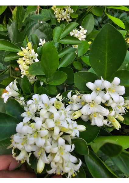 Murraya Paniculata, portakal çiçekli yasemin. Yoğun kokulu, 40-60 cm arası boyda.