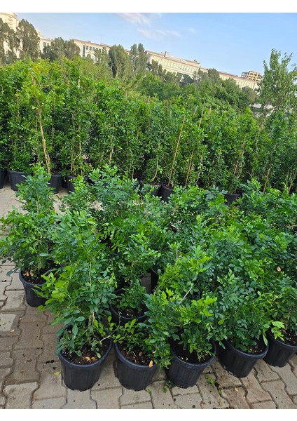 Murraya Paniculata, portakal çiçekli yasemin. Yoğun kokulu, 40-60 cm arası boyda.