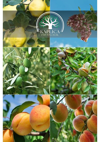 6 Adet Meyve Fidanı Zeytin , Antep Fıstığı , Badem , Kayısı , Ayva ve Şeftali 3 Yaş