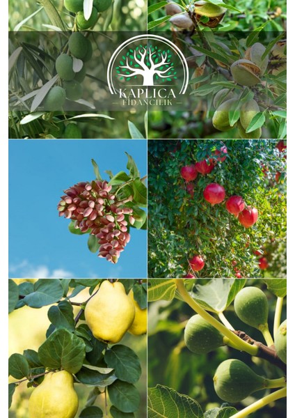 6 Adet Meyve Fidanı Zeytin , Badem , Antep Fıstığı , Nar , Ayva ve Incir 3 Yaş