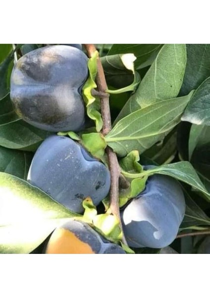 Özel Tür Tüplü ve Aşılı Black (Siyah) Trabzon Hurma Fidanı (Diospyros Kaki L.) fiyatları