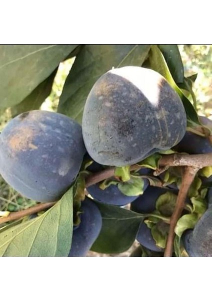 Özel Tür Tüplü ve Aşılı Black (Siyah) Trabzon Hurma Fidanı (Diospyros Kaki L.) fırsatları