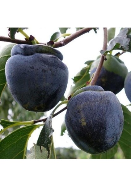 Özel Tür Tüplü ve Aşılı Black (Siyah) Trabzon Hurma Fidanı (Diospyros Kaki L.) indirimleri