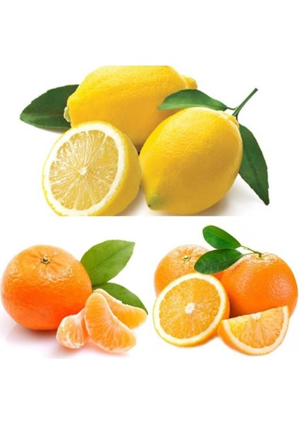3'lü Narenciye Fidanı Paketi (Limon Portakal Mandalin)