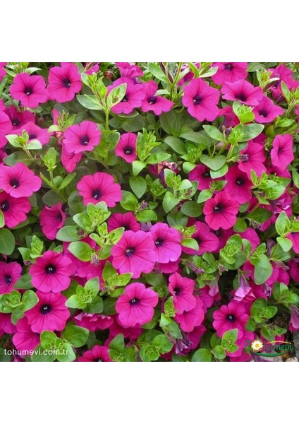 Tohumevi Pembe Kısa Petunya Tohumu -Petunia Multiflora Fire (100+ Tohum)