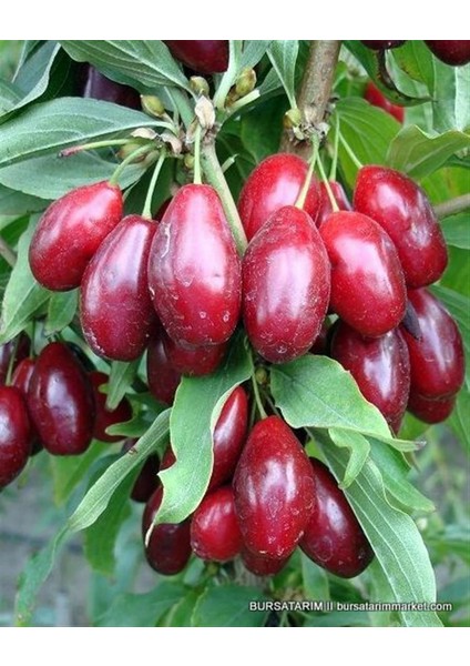 Şekersiz Kızılcık Marmelatı (750 Gr)