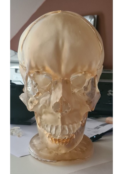 Anatomik Gerçek Boyutlu 18 Parça Manyetik Insan Kafatası Modeli modelleri