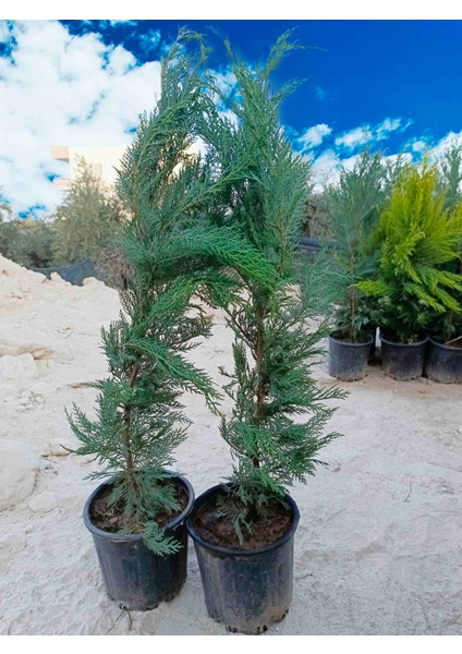 Saksıda Leylandi Fidanı Cupressocyparıs Leylandii 1/1.5 Metre