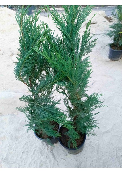 Saksıda Leylandi Fidanı Cupressocyparıs Leylandii 1/1.5 Metre fiyatları