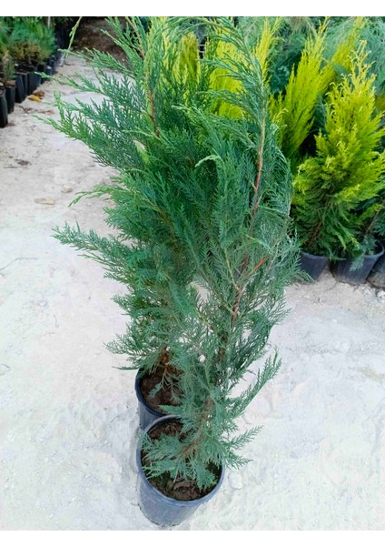 Saksıda Leylandi Fidanı Cupressocyparıs Leylandii 1/1.5 Metre modelleri