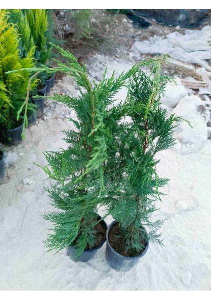 Saksıda Leylandi Fidanı Cupressocyparıs Leylandii 1/1.5 Metre fırsatları