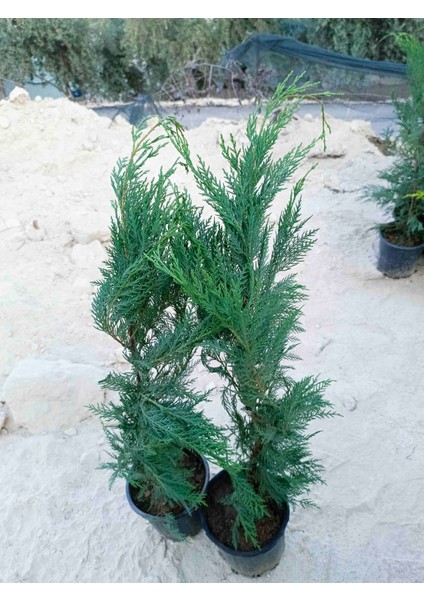 Saksıda Leylandi Fidanı Cupressocyparıs Leylandii 1/1.5 Metre indirimleri