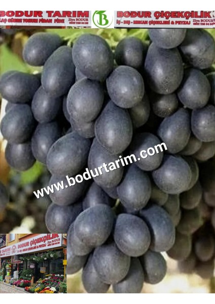 Bulancak 2 Yaşında Doku Kültürü Sarmaşık Tüplü Topraklı Antep Karası Üzüm Meyve Fidanı fiyatları