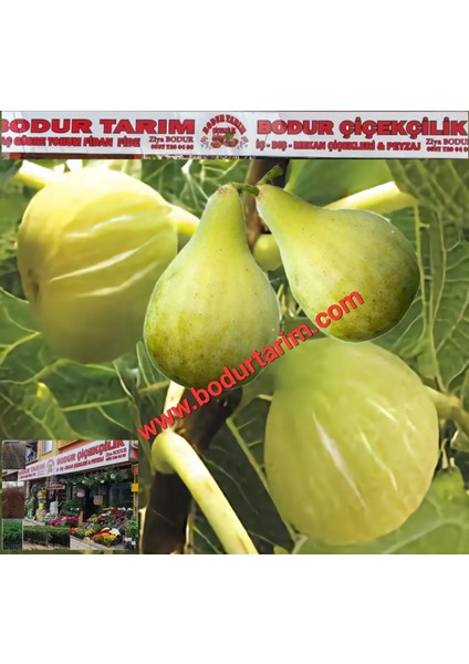 Bulancak 2 Yaşında Yarı Bodur Dokukültürü Tüplü Topraklı Beyaz Bardak Incir Meyve Fidanı
