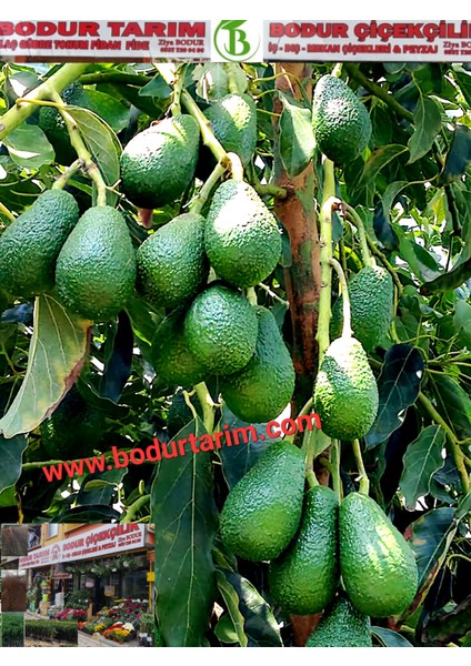 Bulancak 2 Yaşında Yarı Bodur Doku Kültür Tüplü Topraklı Avokado Meyve Fidanı fiyatları