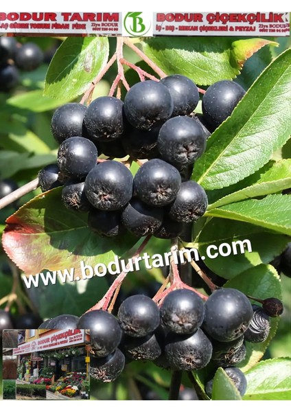 Bulancak 2 Yaşında Tam Bodur Doku Kültür Tüplü,topraklı Aronia Meyve Fidanı