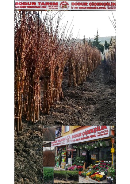 Bulancak 2 Yaşında Tam Bodur Doku Kültür Tüplü,topraklı Aronia Meyve Fidanı