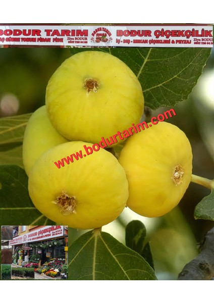 Bulancak 2 Yaşında Yarı Bodur Doku Kültür Tüplü Topraklı Sarı Zeybek Lop Incir Meyve Fidanı fiyatları