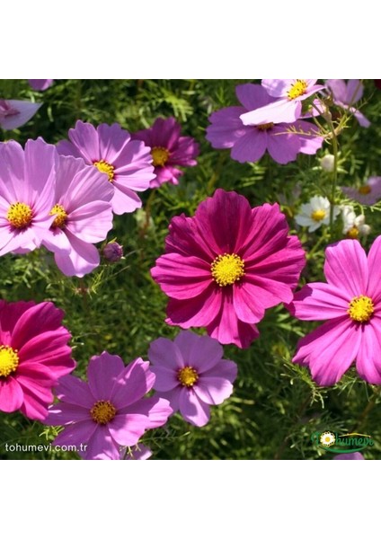 Kosmos Çiçeği Tohumu - Cosmos Bipinnatus (50+ Tohum)