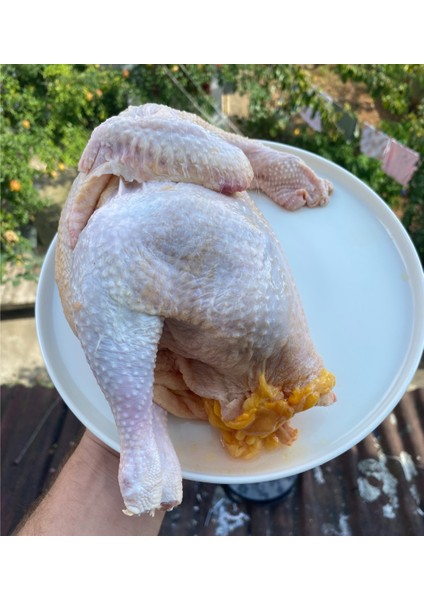 Köy Tavuğu (Serbest Gezen) ( adet ağırlığı 1300-1600 gr.)