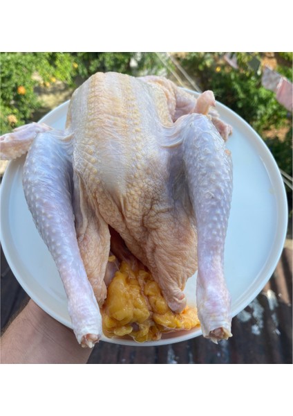 Köy Tavuğu (Serbest Gezen) ( adet ağırlığı 1300-1600 gr.) modelleri