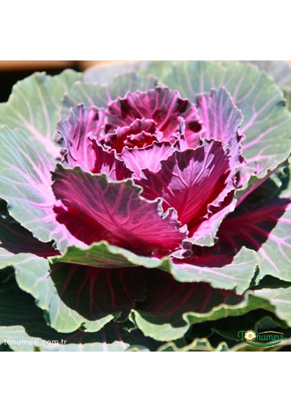 Süs Lahanası Tohumu – Brassica Oleracea Aceohala (50+ Tohum)