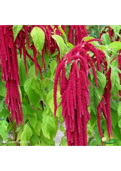 Tohum Evi Sarkan Horoz Ibiği Çiçeği Tohumu - Amaranthus Caudatus (50+ Tohum)