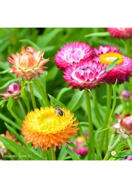 Kağıt Çiçeği - Ölümsüz Çiçek Tohumu - Helıchrysum Bracteatum (50+ Tohum)