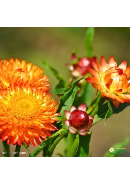 Kağıt Çiçeği - Ölümsüz Çiçek Tohumu - Helıchrysum Bracteatum (50+ Tohum)