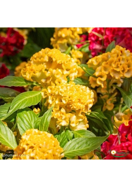 Tohum Evi Balta Horoz Ibiği Çiçek Tohumu - Celosia Argentea Aristata (30+ Tohum)