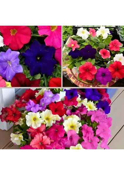 Tohum Evi Kısa Petunya Tohumu Mix Paket - Petunia GRANDIFLORA(100+ Tohum)