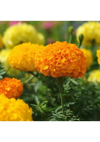 Kadife Çiçeği Tohumu - Tagetes Patula (30+ Tohum)