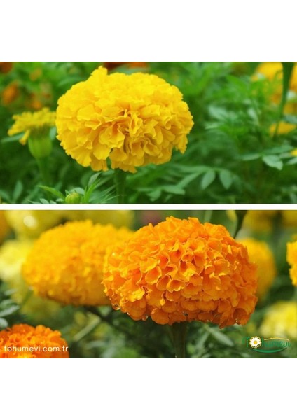 Kadife Çiçeği Tohumu - Tagetes Patula (30+ Tohum)