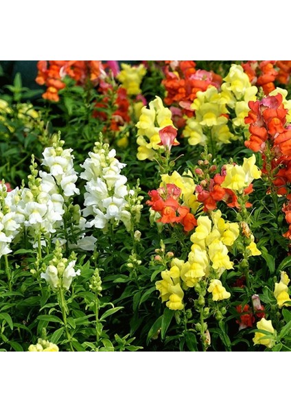 Aslanağzı Çiçeği - Antirrhinum Majus Tohumu (100+ Tohum)