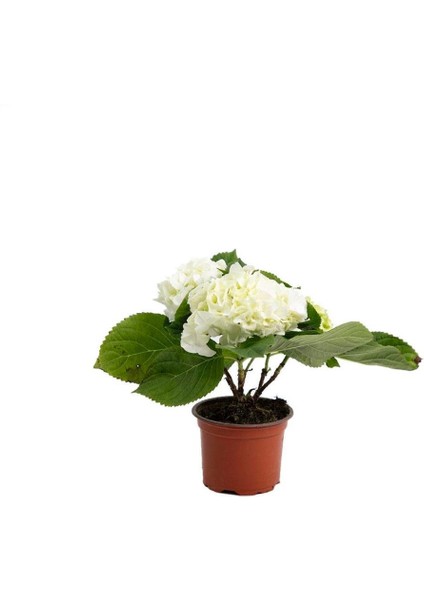 Hydrangea Macrophylla Beyaz Ortanca Fidanı 10- 20 cm