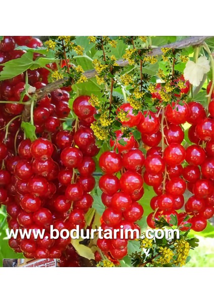 Bulancak 2 Yaşında Tam Bodur Doku Kültürü Tüplü Topraklı Freng Üzüm Meyve Fidanı
