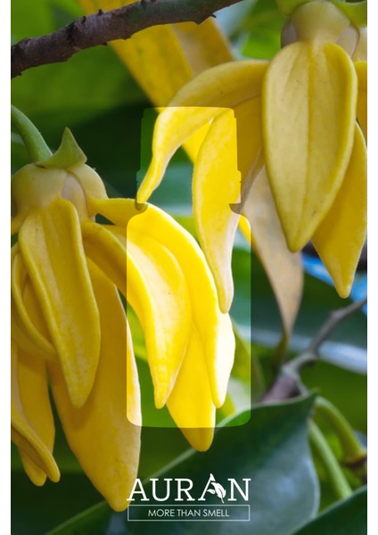Ylang Ylang Esansiyel Uçucu Koku Yağı Difüzör Esansı Buhurdanlık Yağı Aromaterapi Yağı 10ml fiyatları