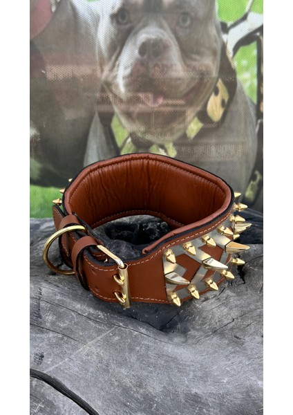 Ac Leather 8 cm Deri Köpek Boyun Tasması