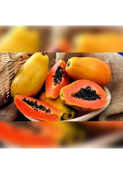 Anka Fidan Papaya ( Ağaç Kavun ) 100-150 cm Tüplü