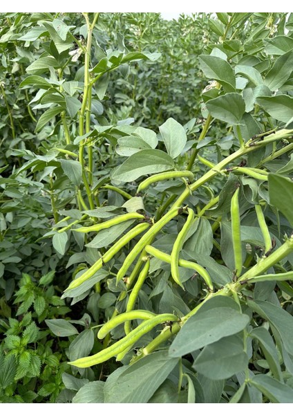 Erkenci Bakla Tohumu 100 gr Ort 60 Ad Tohum