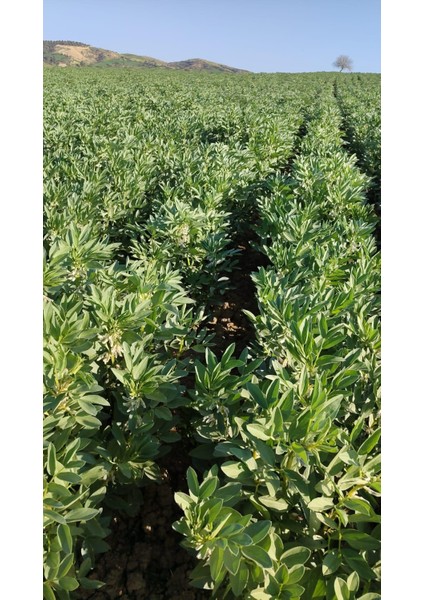 Erkenci Bakla Tohumu 100 gr Ort 60 Ad Tohum fiyatları