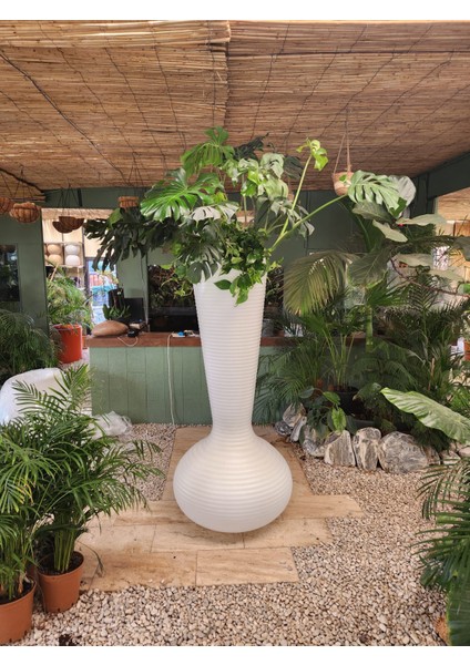 Mushroom Saksı indirimleri