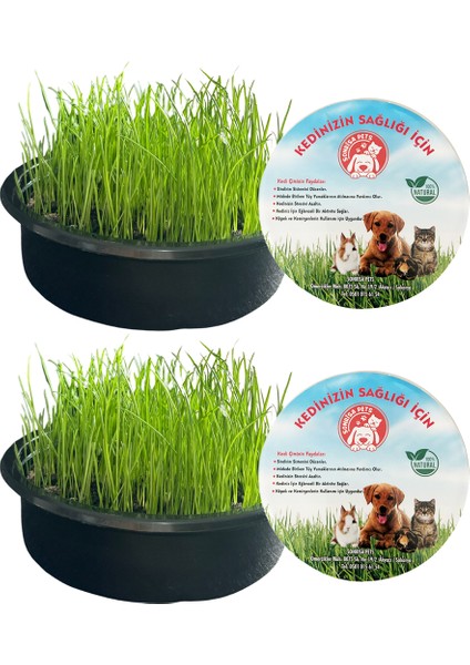 Organik Kedi Çimi 2'li + Çıngıraklı Kedi Oyun Oltası 50 cm fırsatları