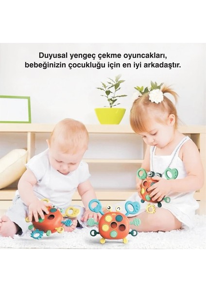 Yengeç Şekilli Montessori Duyusal Gözlem Beceri Geliştirme Eğitici Oyuncağı modelleri