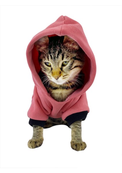 Student Rabbit Sweatshirt Kedi Kıyafeti Kedi Elbisesi modelleri