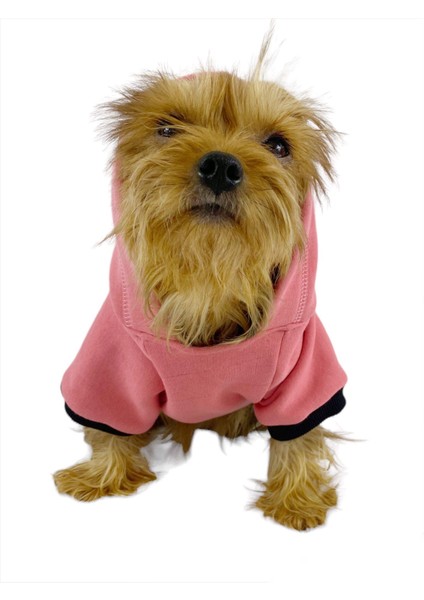 Student Rabbit Sweatshirt Köpek Kıyafeti Köpek Elbisesi