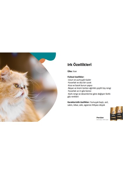 Plus Persian Yavru Kedi Maması 1.5 kg