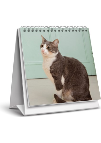 2025 Kedi Masa Takvimi
