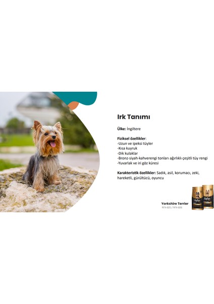 Plus Yorkshire Terrier Yetişkin Köpek Maması 2 kg